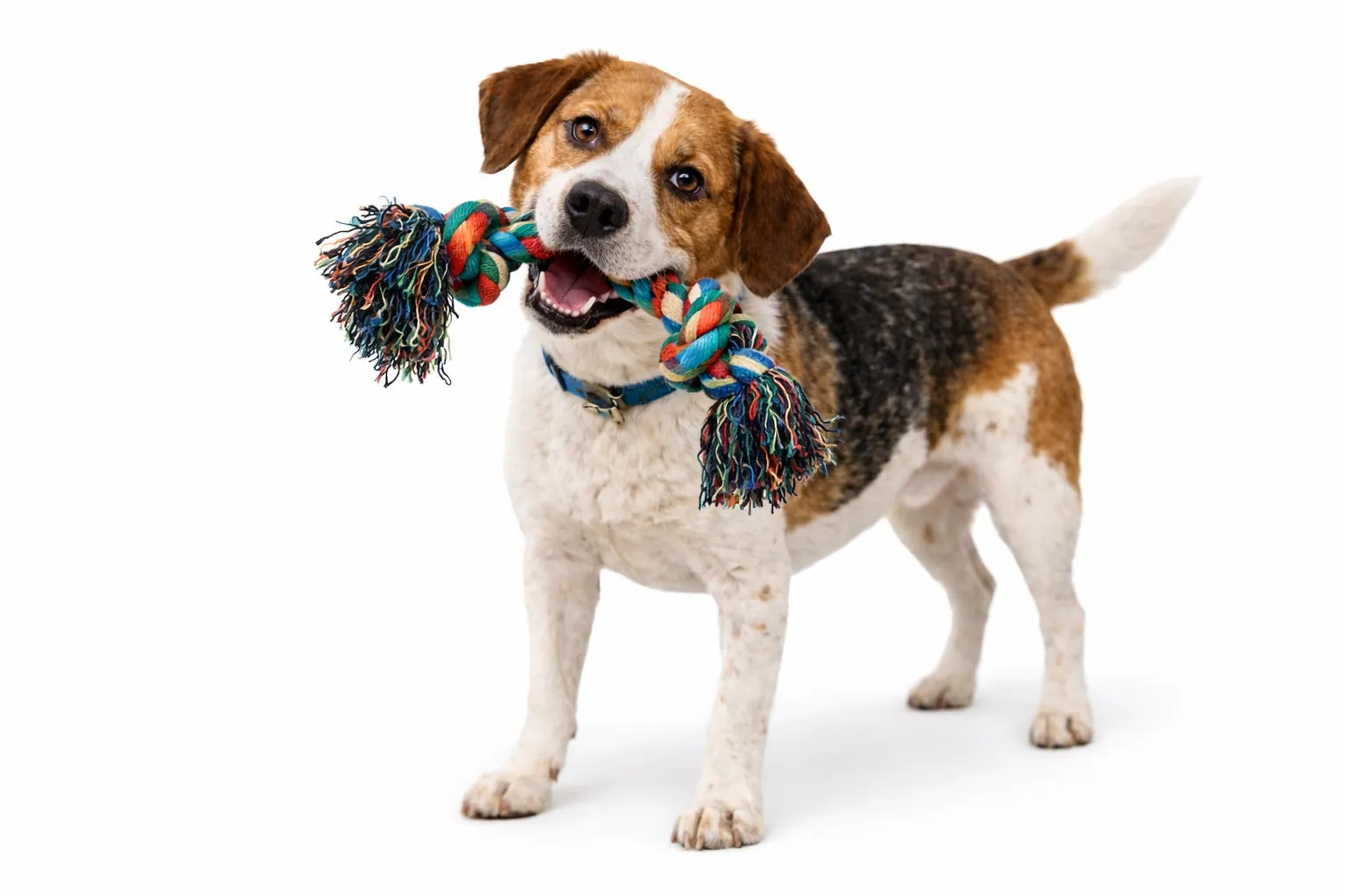 hylke walters honden met verlatingsangst intro