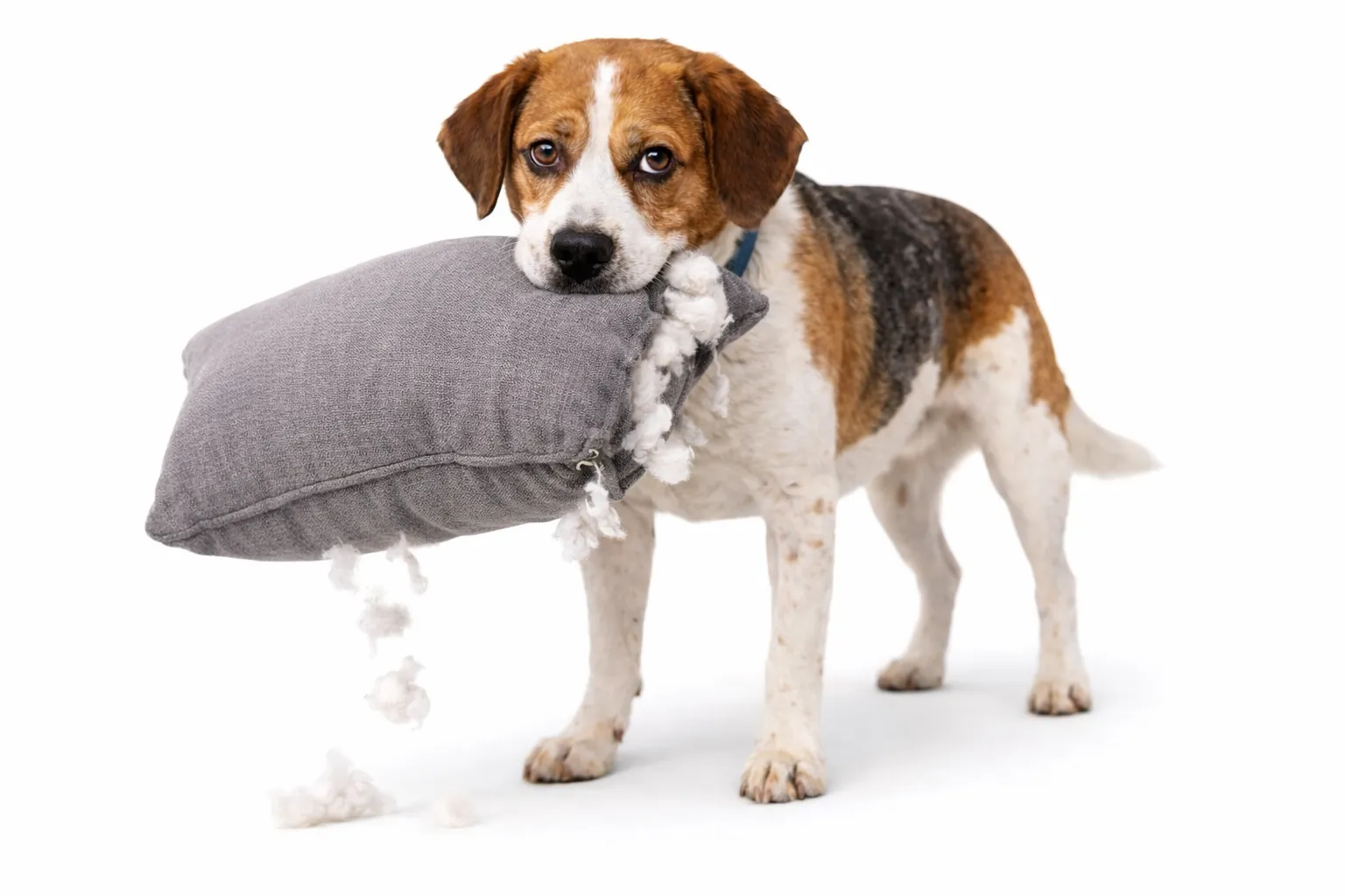 honden met verlatingsangst bijten in kussen