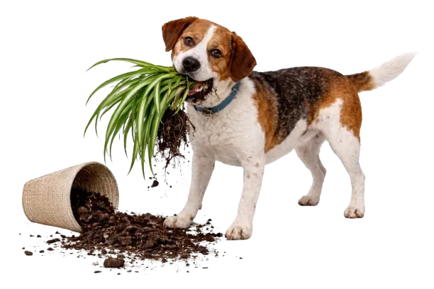 honden met verlatingsangst die planten opeten