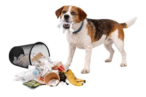 angstige hond met verlatingsangst haalt prullebak leeg