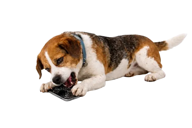 angstige hond met verlatingsangst bijt telefoon stuk