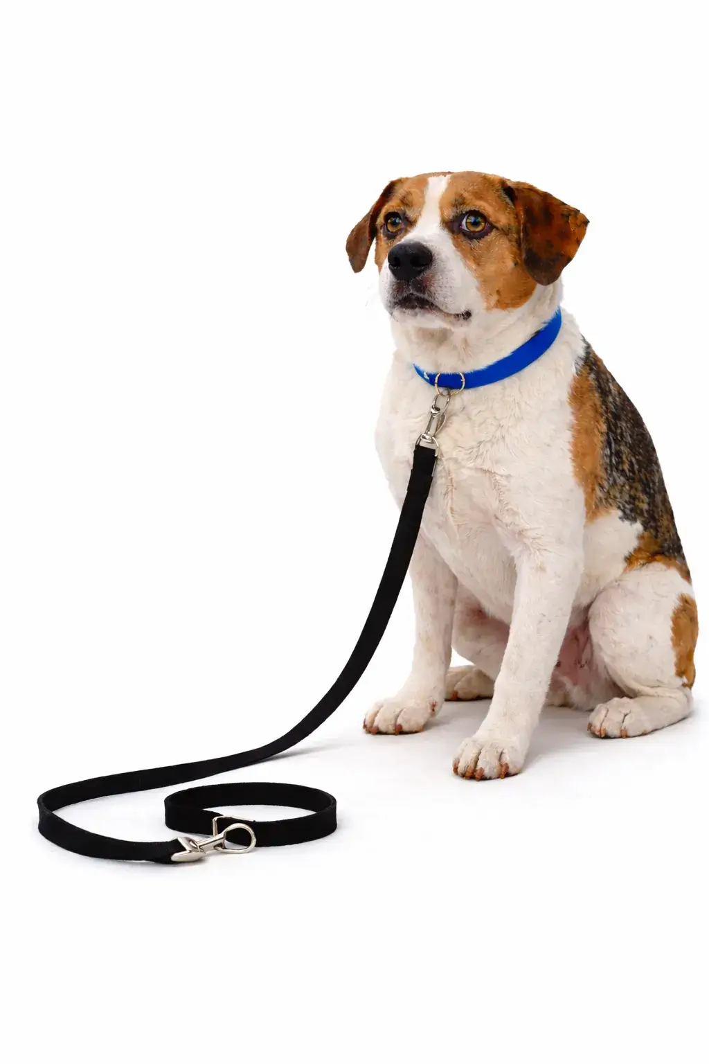 hond wil wandelen<br />
